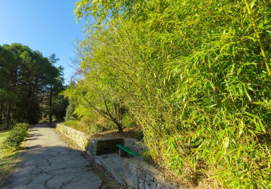 Comment planter un bambou en pleine terre sans qu&rsquo;il envahisse tout le jardin ?